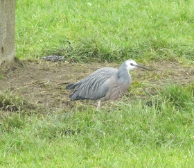 heron-in-paddock