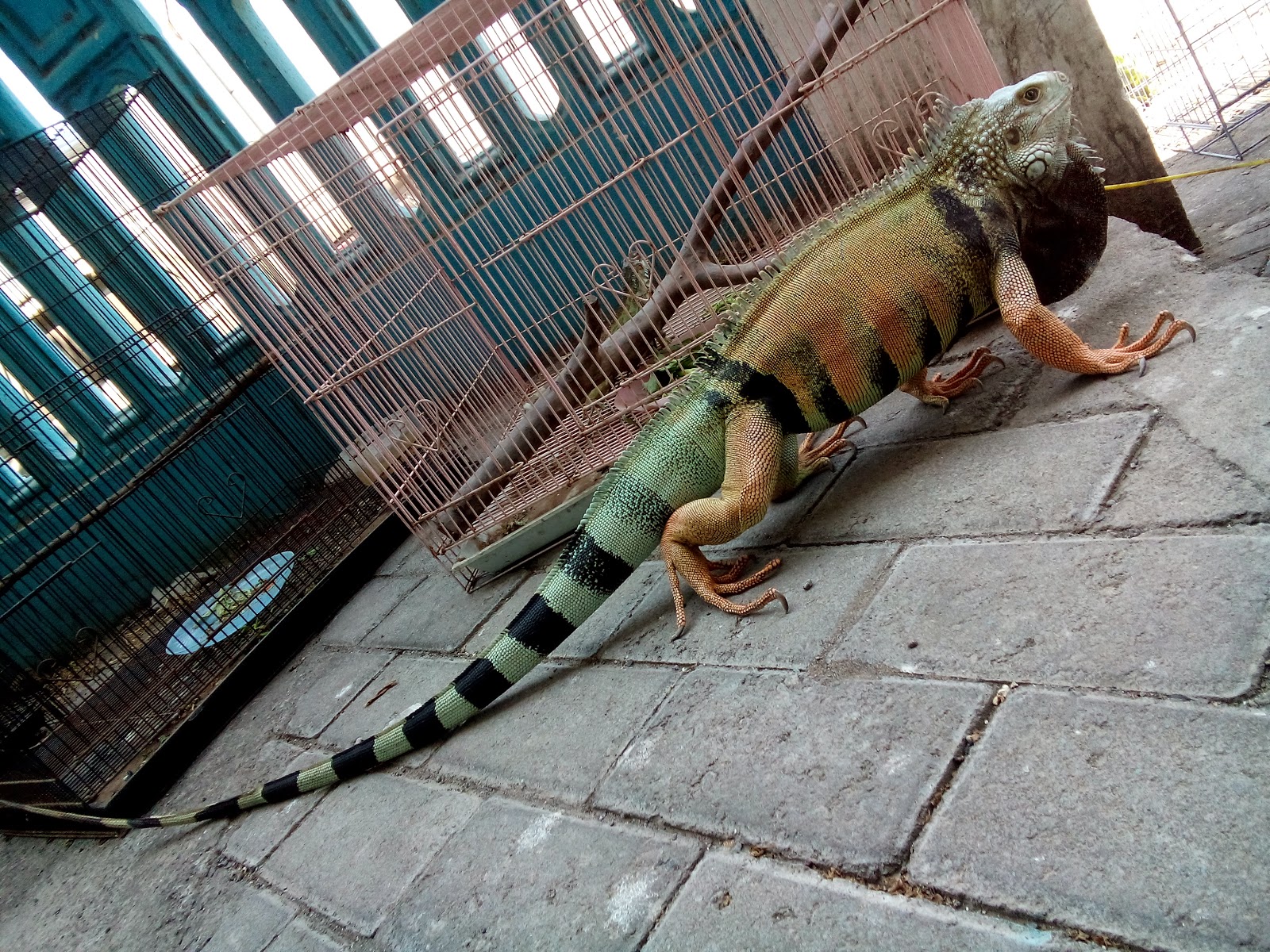 iguana cepat besar