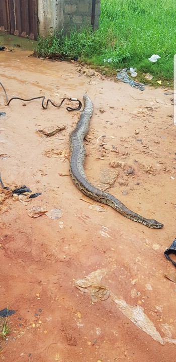 Welcome, It´s Silver Tuke Blog:: Photos! This Huge Python Was Killed In ...