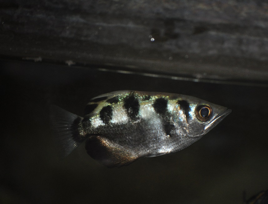 ZOOTOGRAFIANDO (MI COLECCIÓN DE FOTOS DE