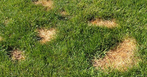 Best lawn care in Boise, Idaho: Common Causes of Brown Spots and ...