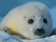 Non ci sono per nessuno!! La tenerezza di un cucciolo di foca deve farci . (cuccioli teneri foca)