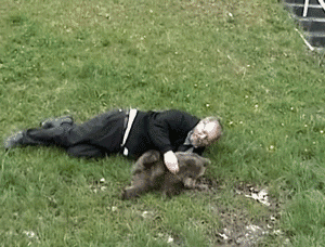 Funny animal gifs - part 102 (10 gifs), funny gif, baby bear playing with human