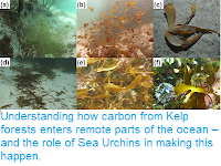 https://sciencythoughts.blogspot.com/2019/01/understanding-how-carbon-from-kelp.html