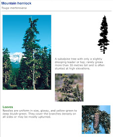 Vancouver Island Big Trees: Identify Trees