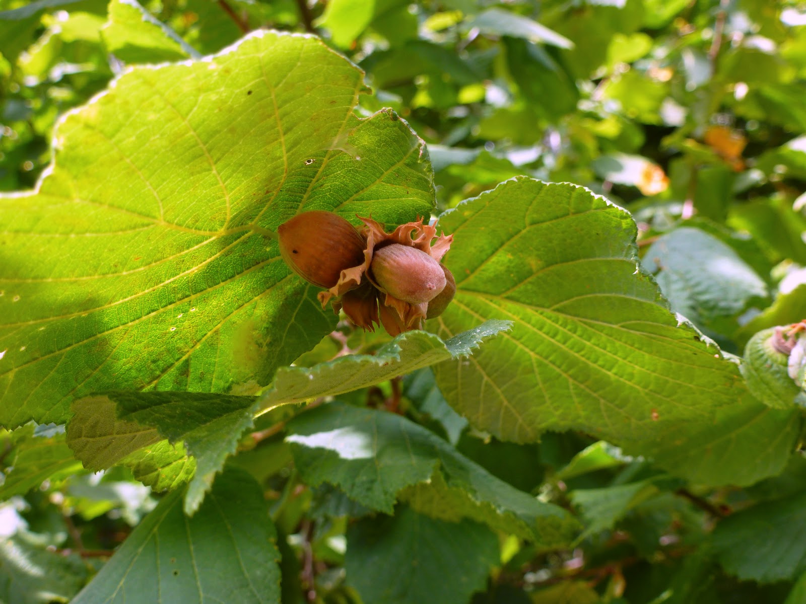 Московский бархатный орешник. Лесной орех лещина. Орешник фундук. Фундук - лещина обыкновенная саженцы. Орешник по киеву сегодня.
