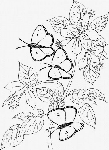 butterfly butterflies coloring pages holiday.filminspector.com
