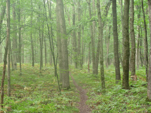 trail through trees