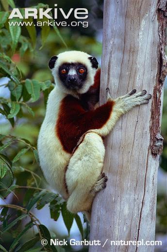 madagascar endangered lemurs