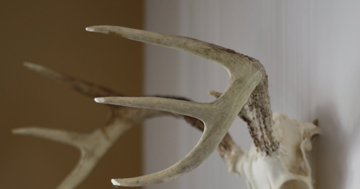 How to Clean and Wall Mount Deer Antlers 17 Apart