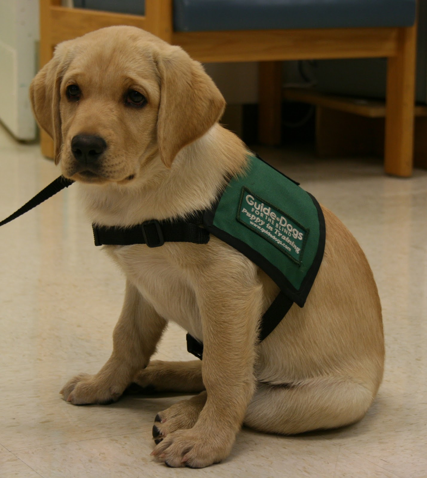 ... Rehabilitation Center: WBRC Welcomes New Guide Dog Puppy in Training