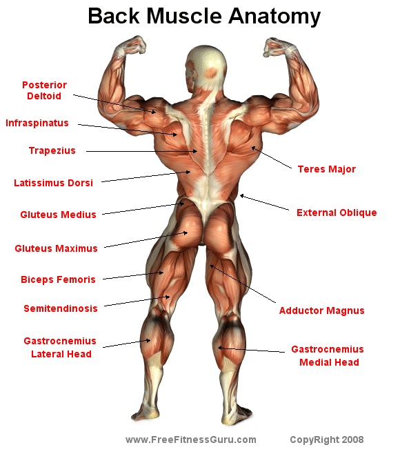 How to loss weight and get in shape: workouts: Back muscle anatomy