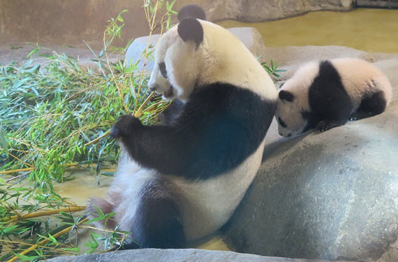1presentacion oficial de chulina cria de panda de zoo aquarium de madrid La primera hembra de oso...