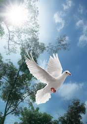 dove flying hope heart doves heaven peace holy god spirit birds wings spiritual into meaning clouds saying pure jesus inspirations