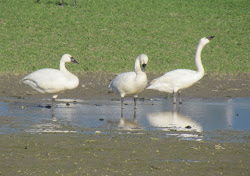 scavenger hunt march trumpeter swans three