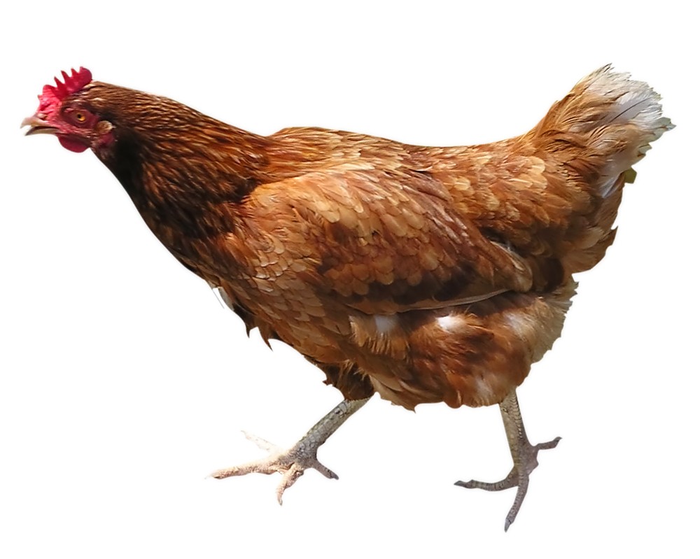 Kunci Jawaban] Pak Manuputi adalah seorang peternak ayam potong dan ayam  kampung. Ia memelihara 650 ekor ayam potong dan 135 ekor ayam kampung. ~  ROFA Education Centre