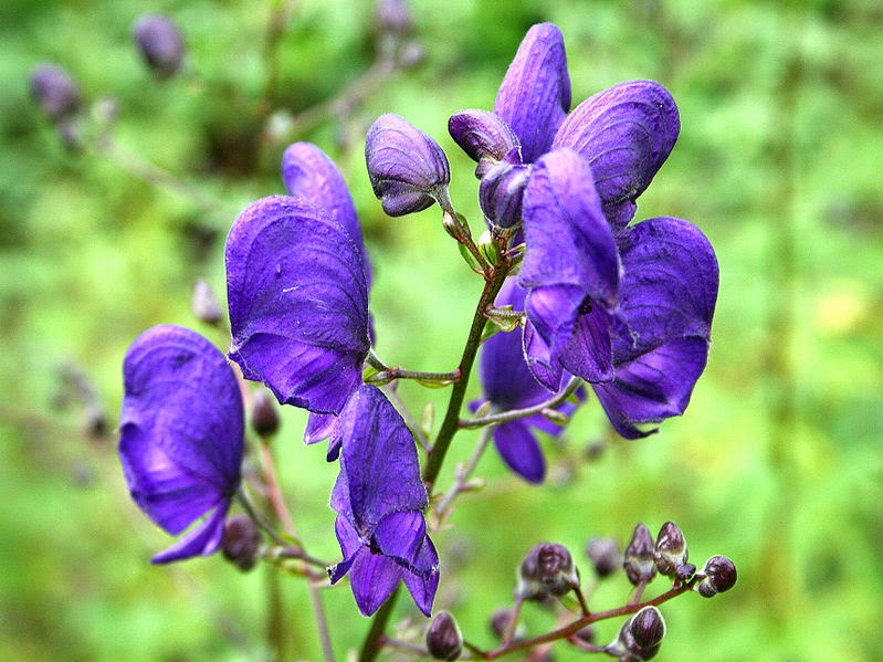 Terrierman's Daily Dose Wolfsbane An Ancient Poison for Hunting