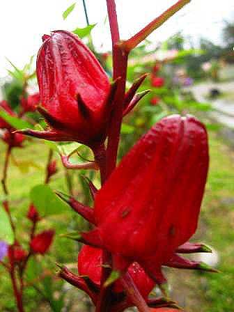 Cara budidaya tanaman bunga  rosella  Yang Baik Mudah dan 