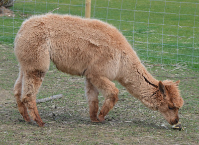 Tattershall Farm Park - A review - alpaca