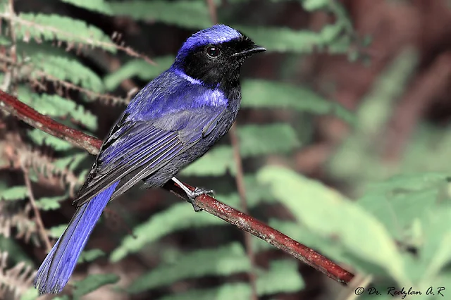 Large Niltava male