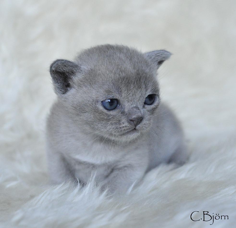 S*Alchymist's Cattery Laura's kitten 3 weeks old!