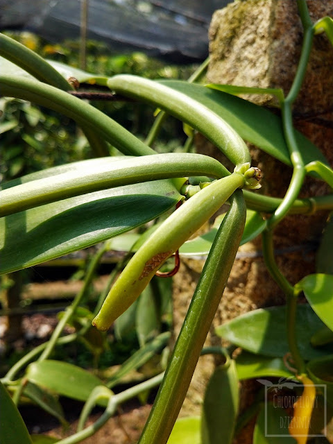 Uprawa wanilii płaskolistnej w Chinach, jak uprawia się wanilię w gruncie, jak pielęgnować wanilię, ciekawostki na temat Vanilla planifolia, dziwne storczyki, egzotyczne pnącza użytkowe do uprawy w domu, hodowla wanilii w doniczce i gruncie. Rośliny przyprawowe, historia wanilii. How to grow vanilla? Jak i gdzie rośnie wanilia?