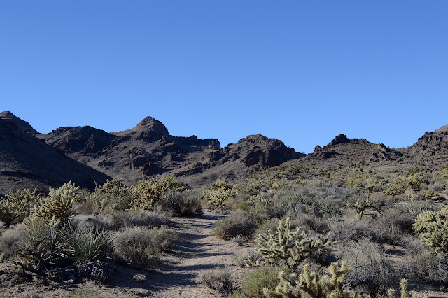 cactuses along the trail to rough country