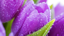 flower awesome spring drops romantic wallpapers iphone backgrounds heart