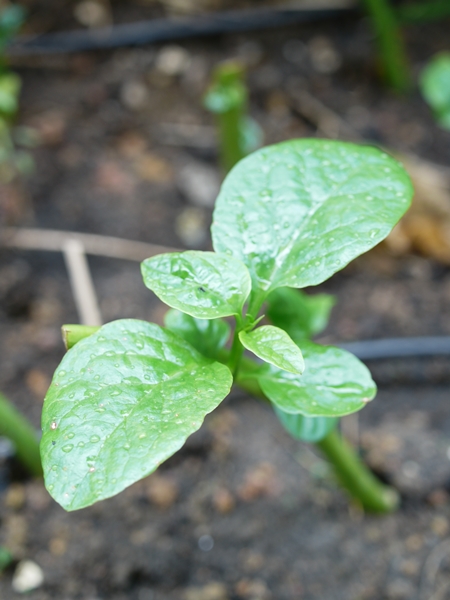 Tanamsendiricom Grow Your Own Bayam Malabar Mampu