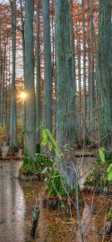 Cache River State Natural Area, Illinois and 50+ Secret Places in America That Most Tourists Don't Know About Cache River State Natural Area, Illinois and 50+ Secret Places in America That Most Tourists Don't Know About