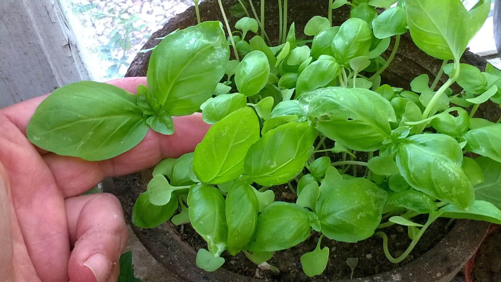How To Grow Basil