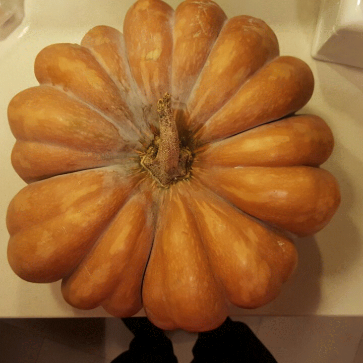 4 passaggi per uno squisito Risotto alla Zucca! Ortaggio autunnale ricco di  betacarotene! - Famiglia Tuttofare