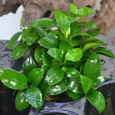 Anubias Barteri Nana Anubias Barteri Nana