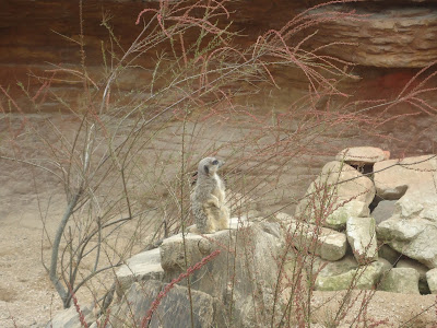 Meerkat on lookout for Hyena's or Zoo Keepers