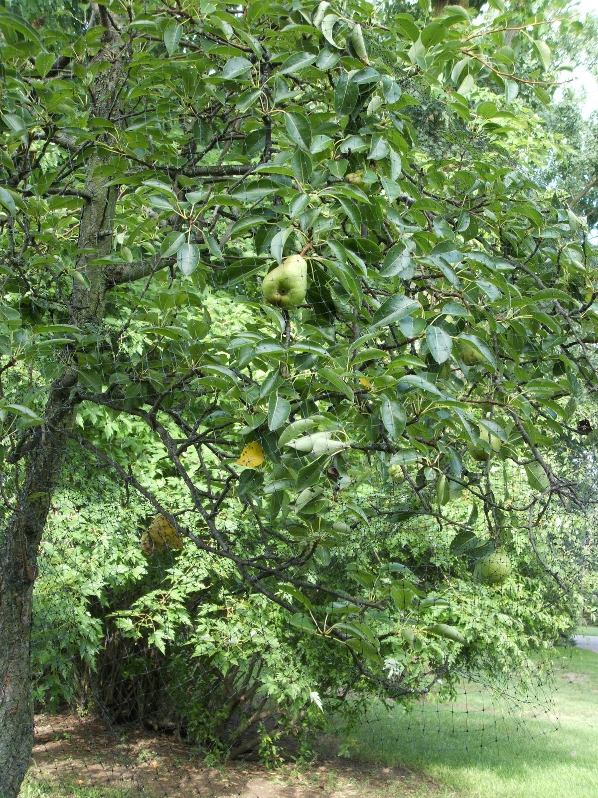 God's Growing Garden Pears and Squirrels