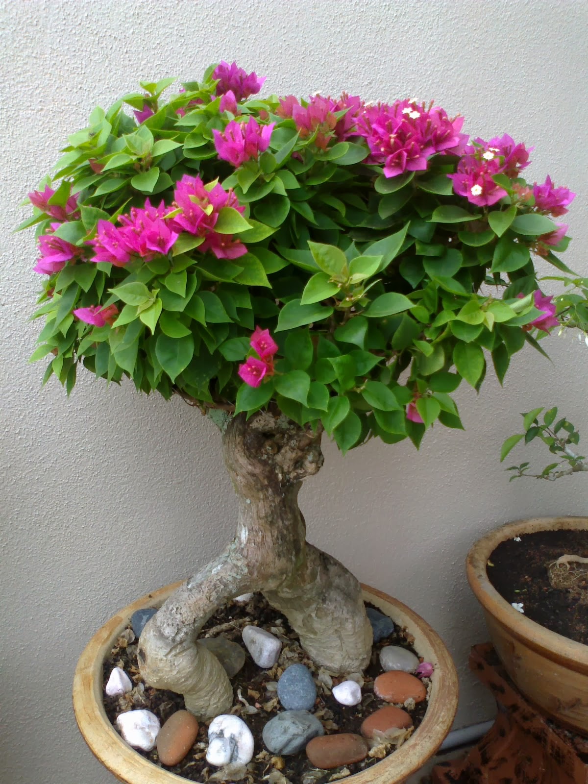 AlmansuQie s Bonsai Bonsai Bunga Kertas Junjung Sirih AlmansuQie s Bonsai Bonsai Bunga Kertas Junjung Sirih