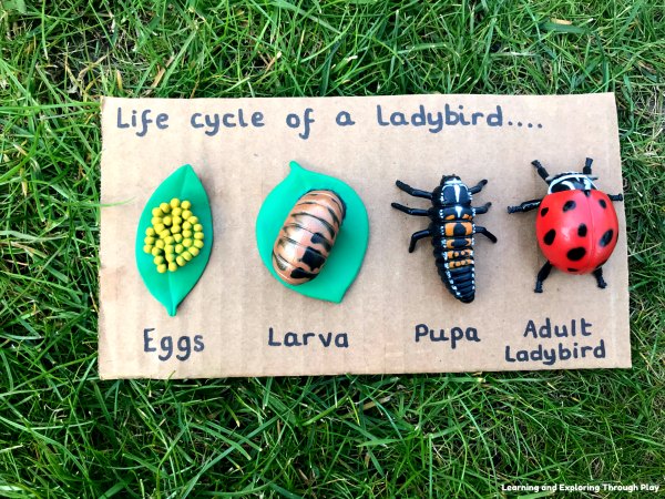 Ladybird Sensory Play