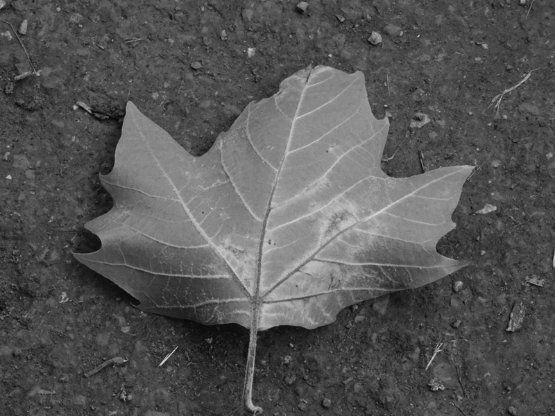 Www Trauerverse Blogspot De 2017