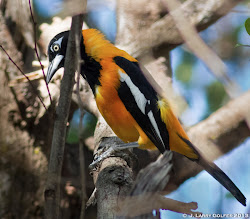 troupial rojo cabo refuge wildlife national