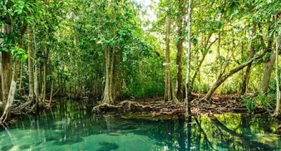 Hutan mangrove jenis hutan berdasarkan sifat tanah - berbagaireviews.com