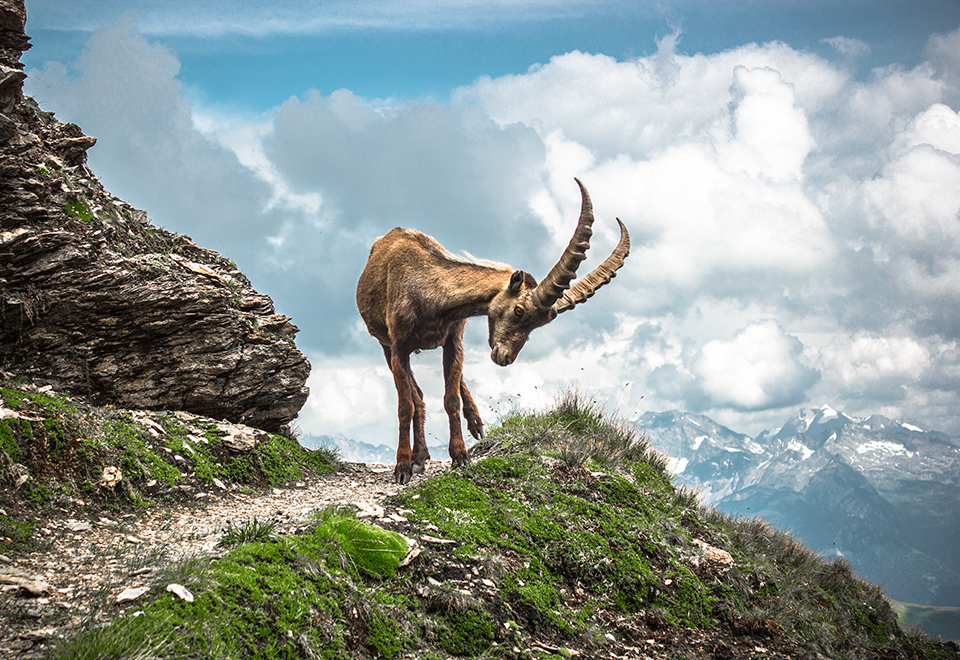 Botiquín de montaña - La Cabra al Monte