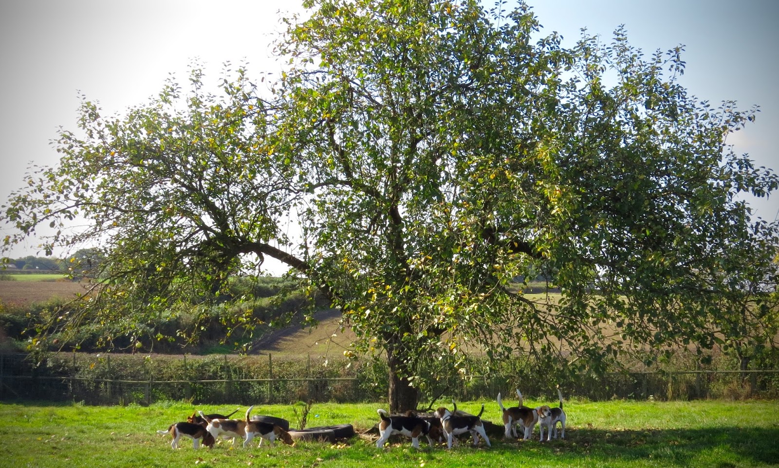 beagle welfare rehoming centre