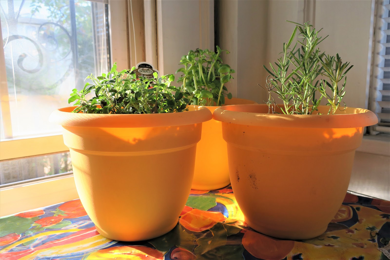 Living Rootless El Paso An Herbal Experiment