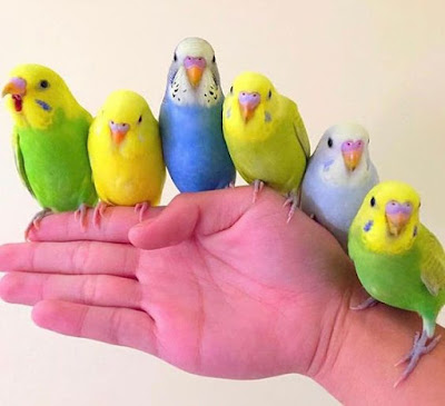 Budgerigar Care