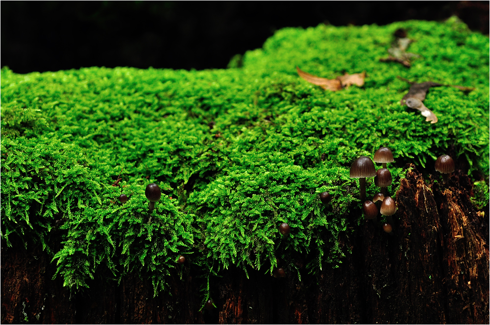 К субстрату моховидные прикрепляются. Общая характеристика мохообразных. Мохообразные прикрепляются к субстрату. Ризоиды у мхов. Мохообразные прикрепляются к субстрату.