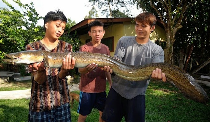 Sejarah Lagenda Ikan Sinsilog / Tambuakar Di Sabah