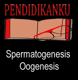 Pengertian Spermatogenesis dan Oogenesis, Tahapan dan Proses