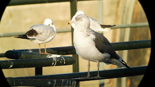 Larus fuscus, Madrid Río, Gaviota sombría, Manzanares, Madrid, excursión,