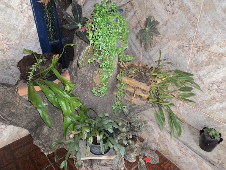 Tronco de árvore que usei para colocar vasos com plantas