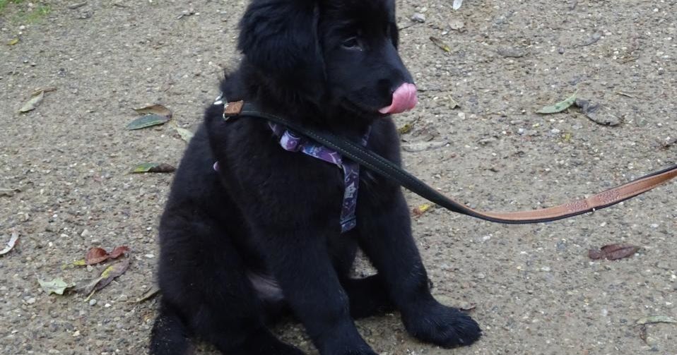 Überraschungspaket Hund ein Hundeblog der zeigt, wie unterschiedlich